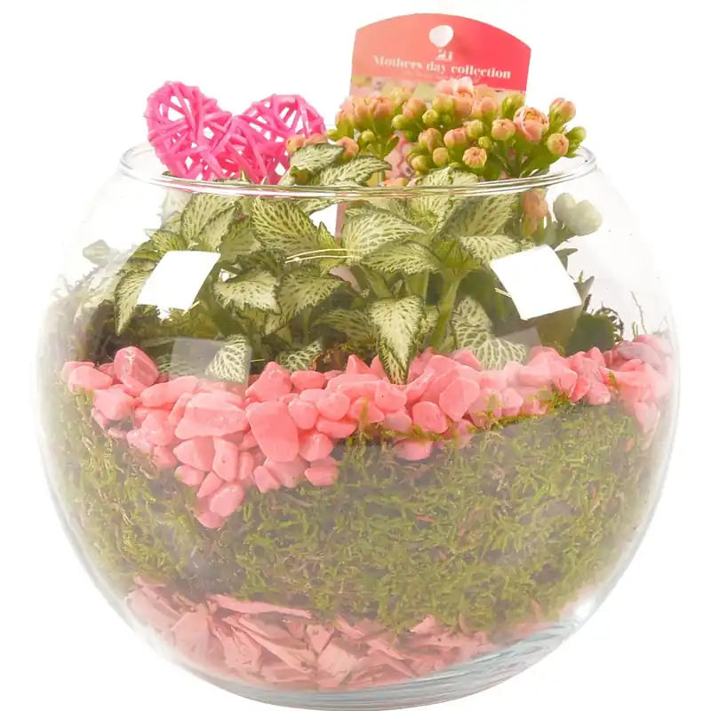 Composizione regalo 2 piante in vaso di vetro con fiori rosa
