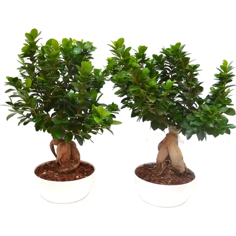 Bonsai ficus ginseng microcarpa vaso Ø 23 cm