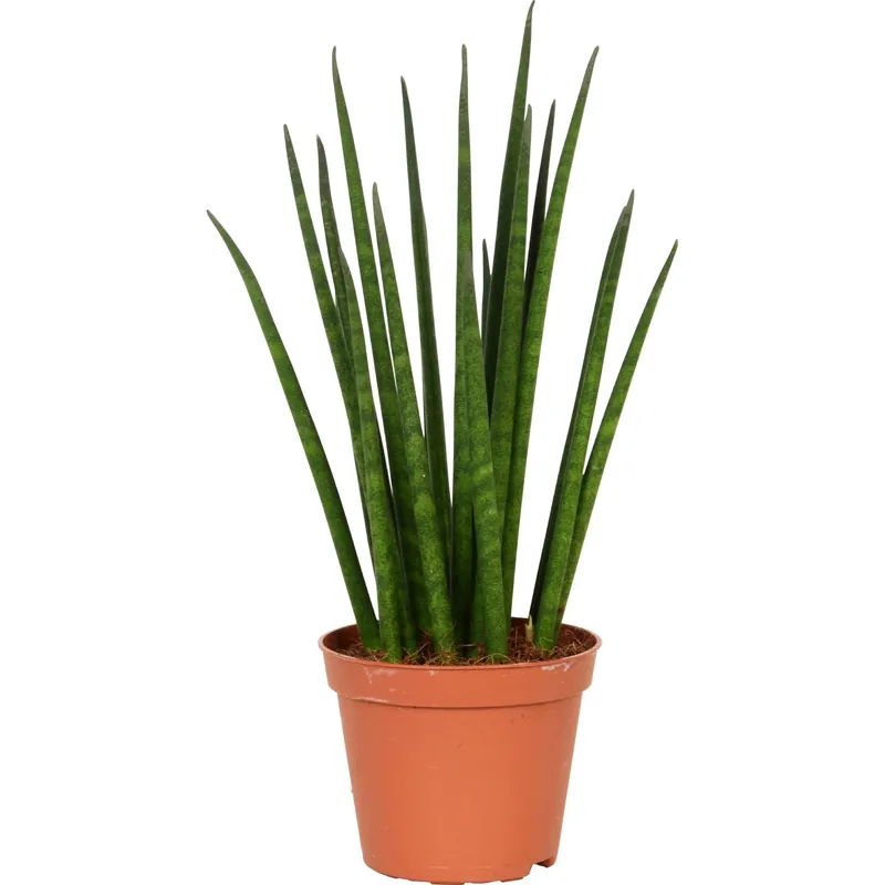 Sansevieria Cylindrica vaso Ø 8 cm