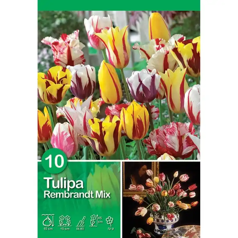 Tulipano Rembrandt Mixed 10 pz