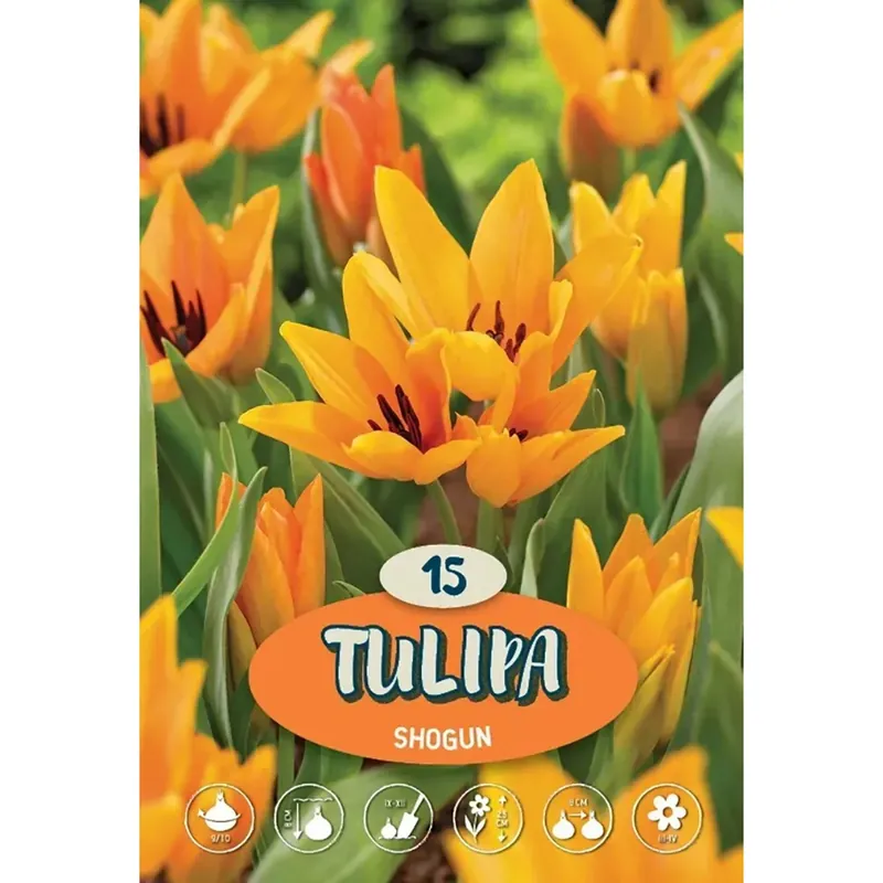 Tulipano Shogun arancione 15 bulbi
