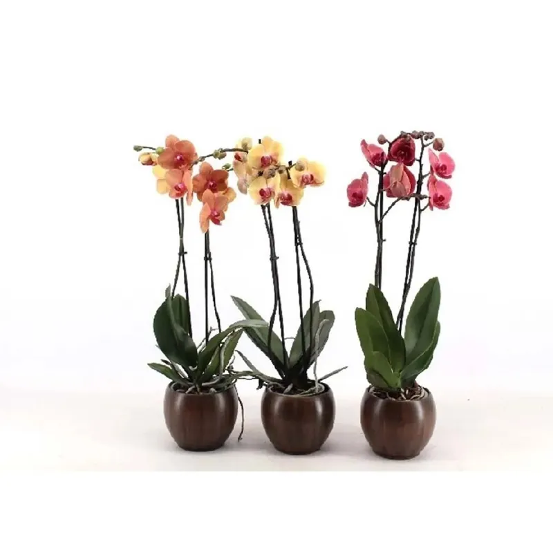 Orchidea phalaenopsis 2 rami golden brick ceramica vaso 12 cm
