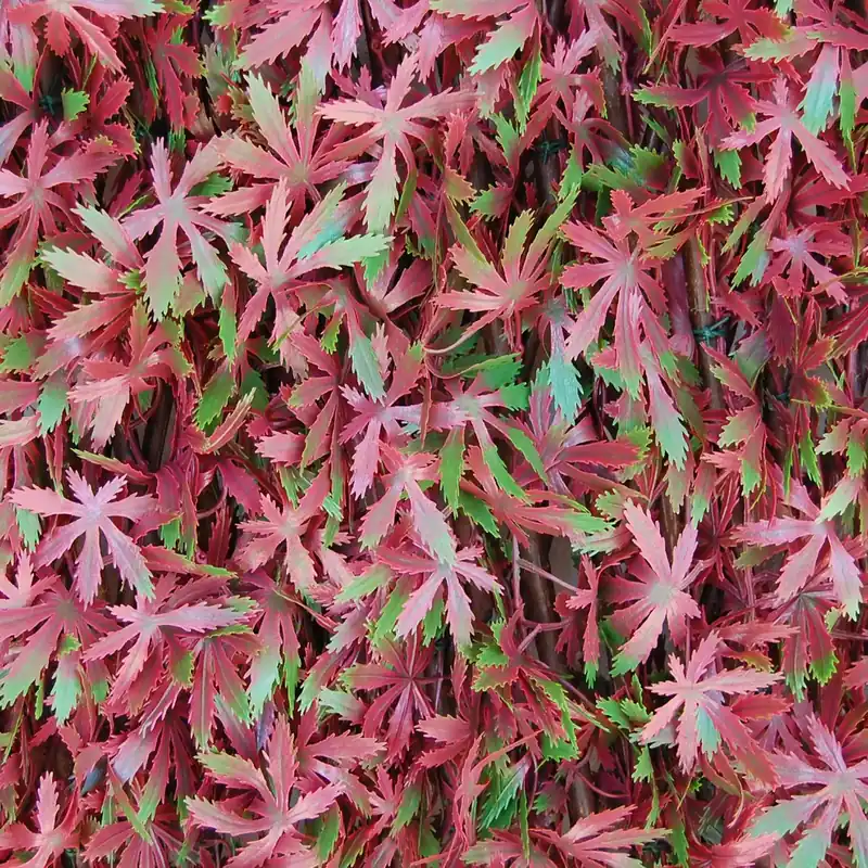 Siepe artificiale con foglie 3D in salice Red Acer 1x2 m, rosso
