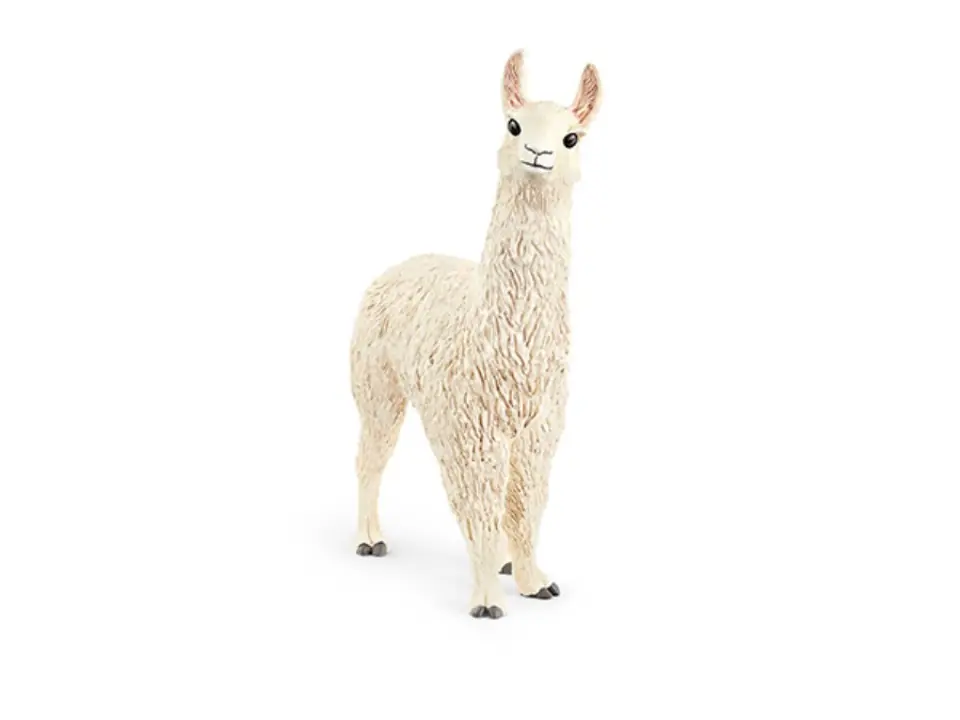 Lama