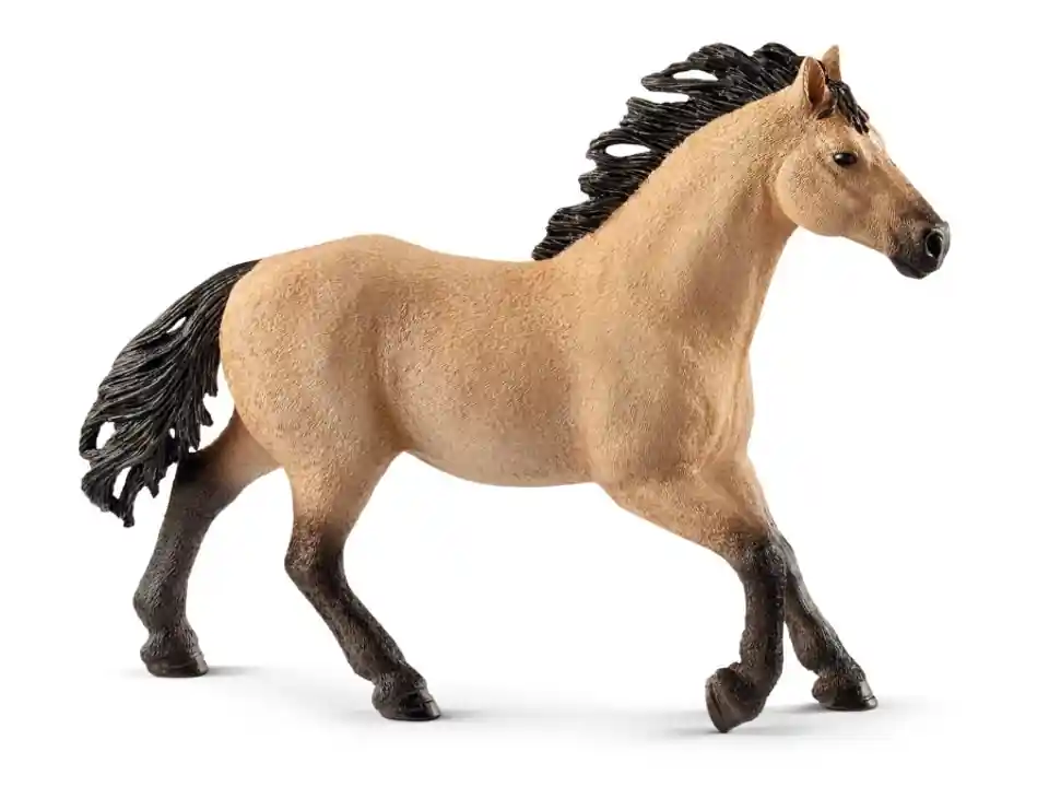 Stallone quarter horse