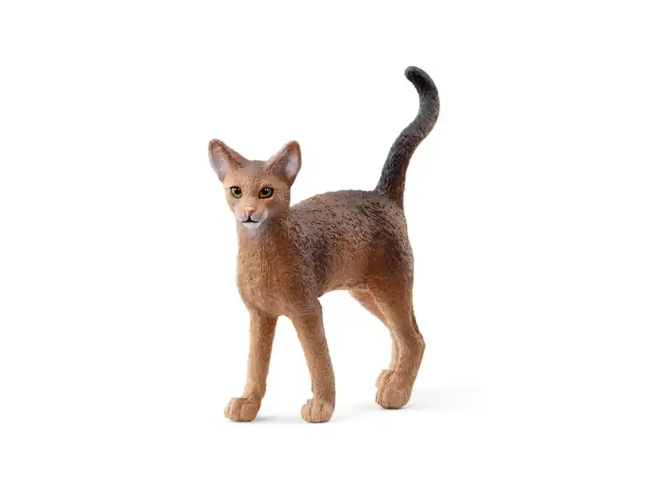 Gatto abissino