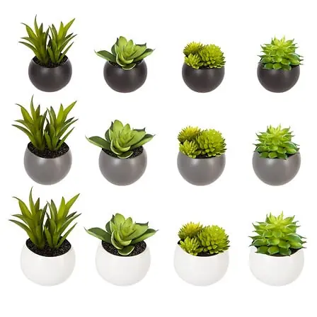 Piante grasse con vaso magnetico 6 cm