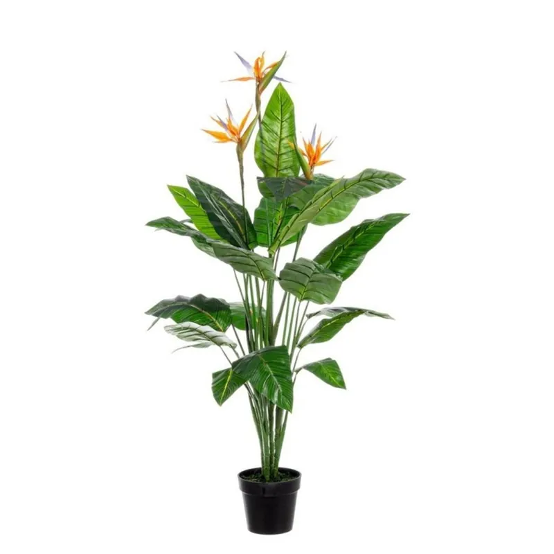 Pianta Sterlitzia h150 x 70x70 cm