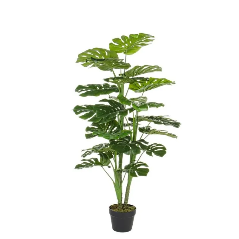 Pianta filodendro h120 cm c-vaso 60x60